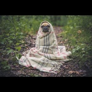 Meet your Posher, Ellie sue